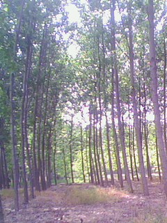 Da(chn)Ʒչʾ c(din)ɷŴ