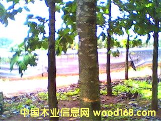 c(din)鿴ľ((yu)|(zh)N)ŴDƬ