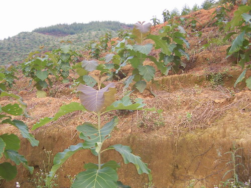 c(din)鿴ľ磨(yu)ƷNŴDƬ