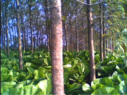 c(din)鿴ľ磨(yu)|(zh)NŴDƬ