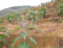 c(din)鿴ľ磨(yu)|(zh)N磩ŴDƬ