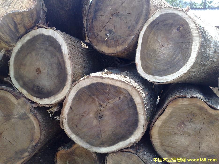 ACACIA MANGIUM˼ľԭľ