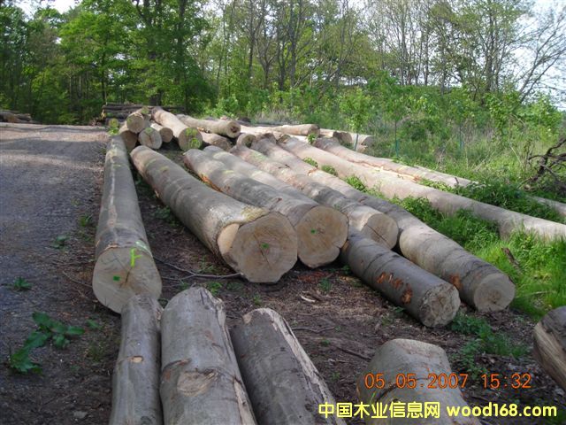 歐洲山毛櫸原木