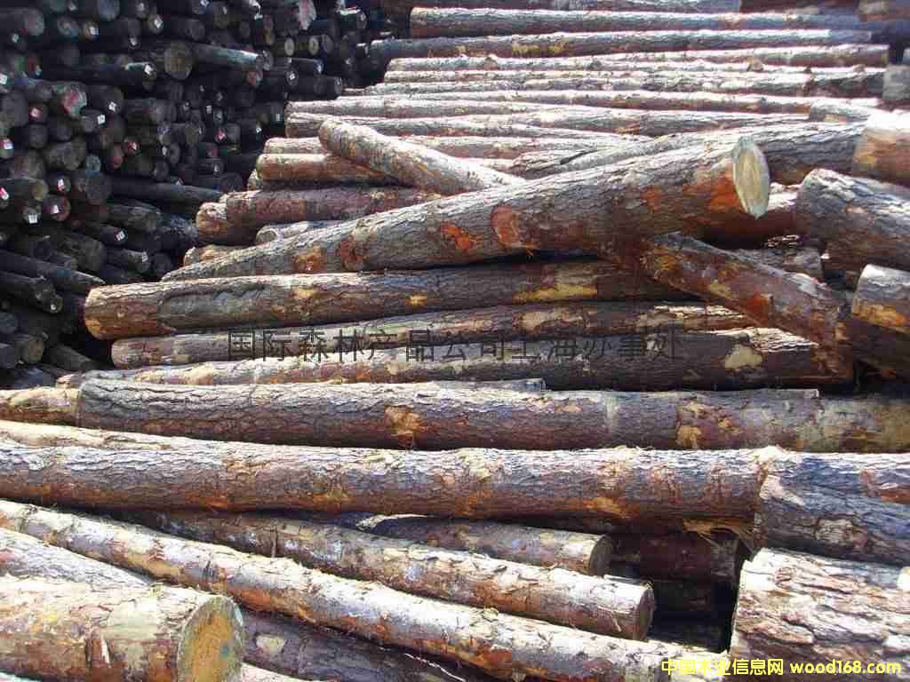 _R၆rtRED PINEԭľֱ