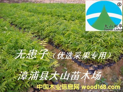 [] o磨չ(sh)soapberry)