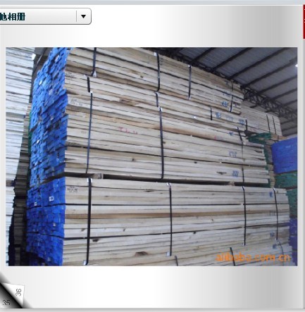 Yellow Poplar(SחZľԔB