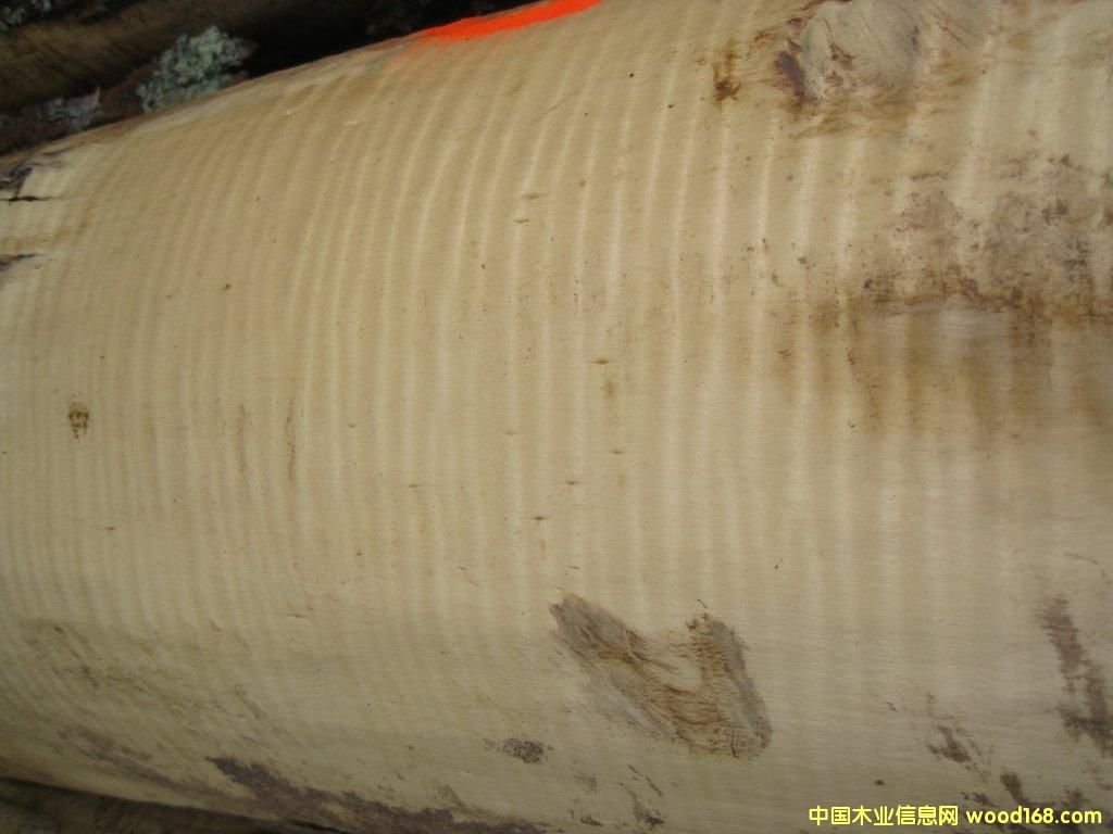 楓木影的詳細(xì)介紹