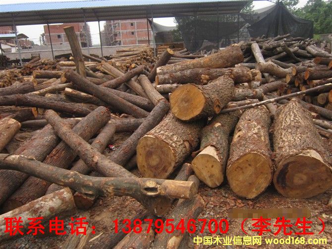 荷木的詳細(xì)介紹