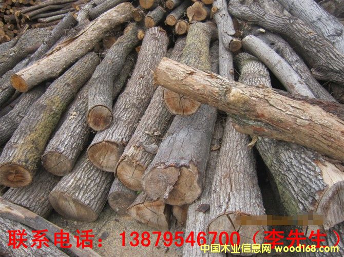 青岡木的詳細(xì)介紹