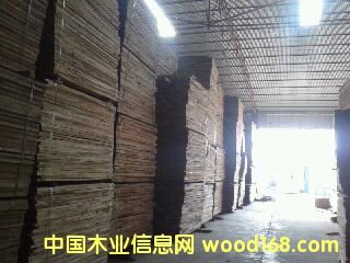 樺木的詳細介紹