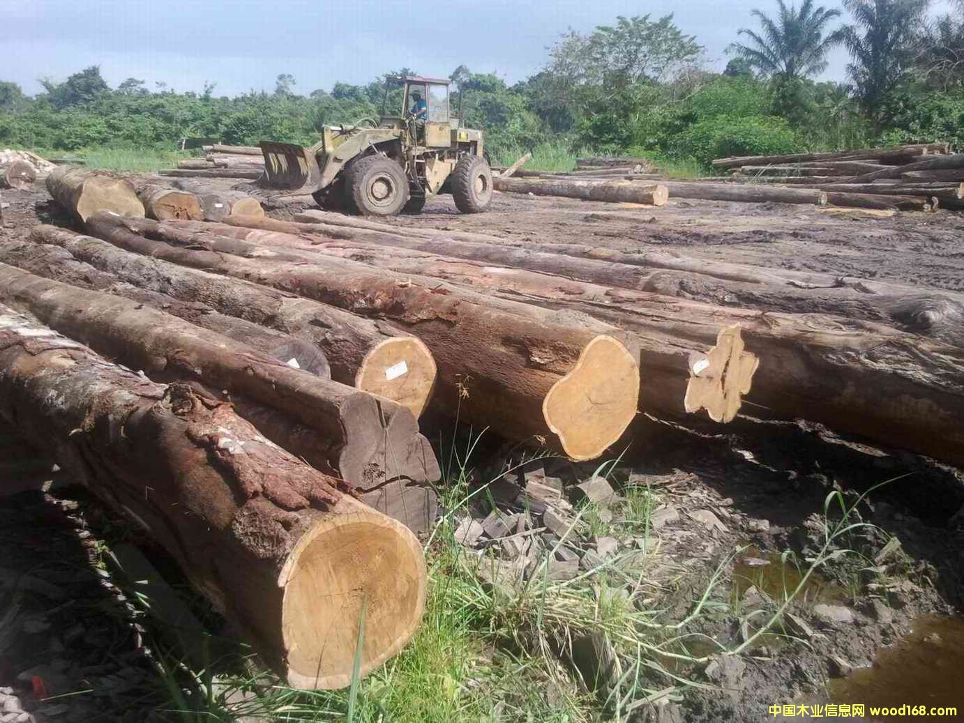 龍鳳檀的詳細(xì)介紹