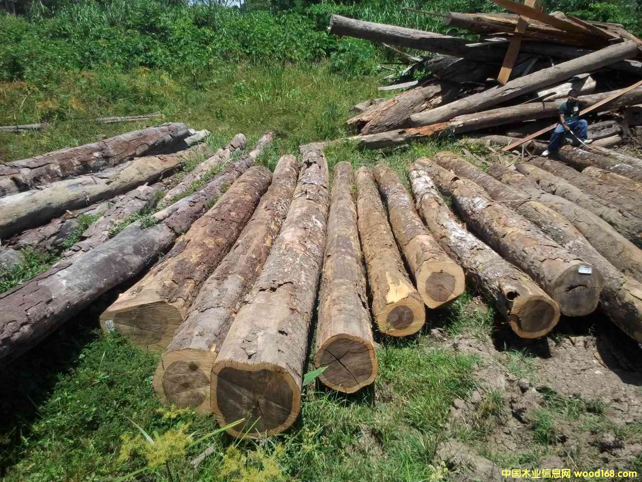 鐵木豆的詳細(xì)介紹