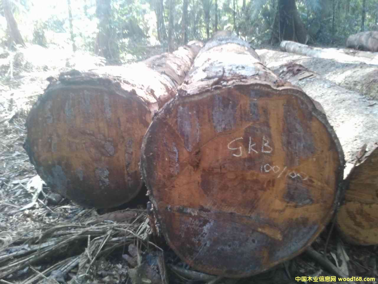 瓦泰豆的詳細(xì)介紹