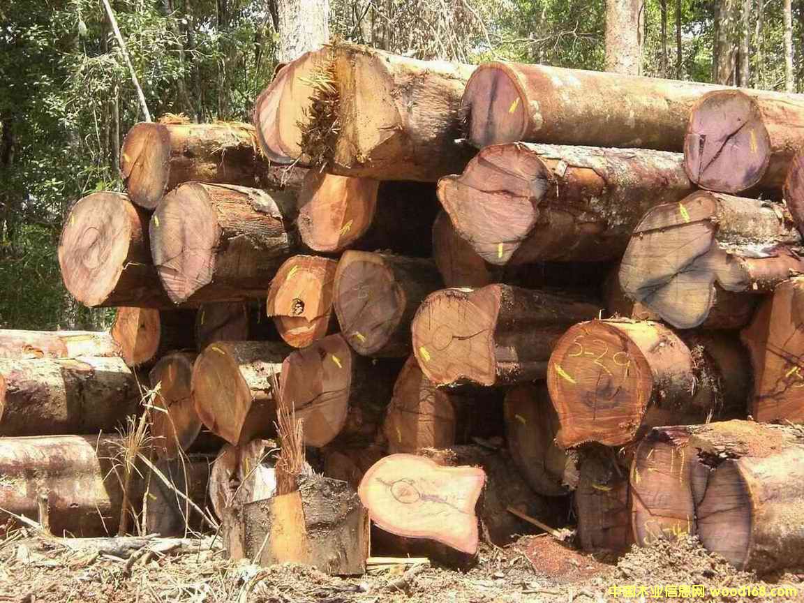 雜硬木的詳細(xì)介紹