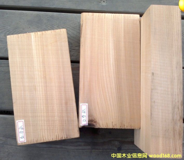 紅雪松的詳細(xì)介紹