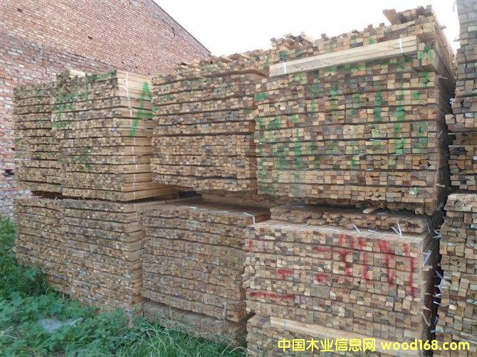 花旗松的詳細(xì)介紹