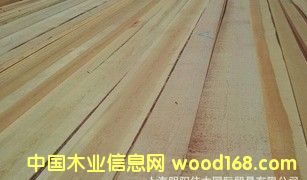 樟子松的詳細介紹