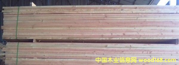 花旗松的詳細介紹