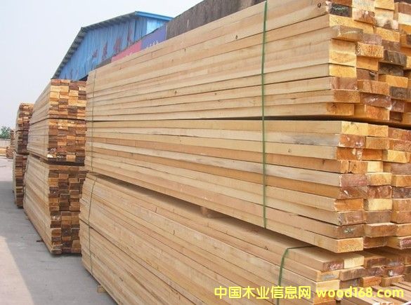 落葉松的詳細介紹