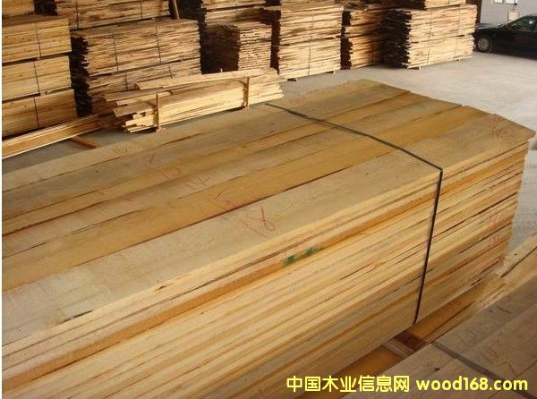 樟子松的詳細介紹