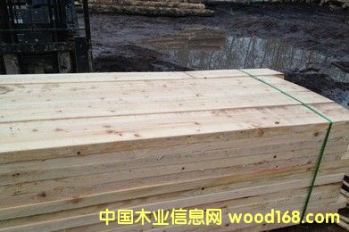 鐵杉的詳細介紹