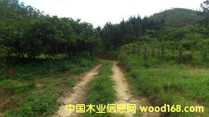 桉樹的詳細介紹