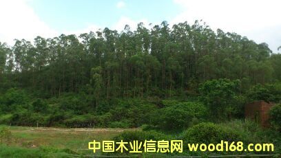 桉樹的詳細介紹