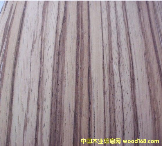 斑馬的詳細介紹