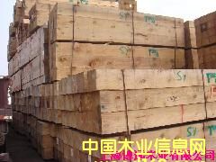 輻射松的詳細介紹