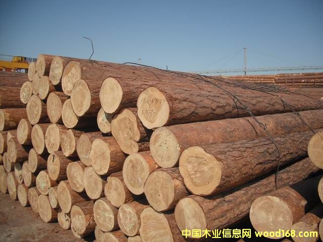 樟松的詳細介紹