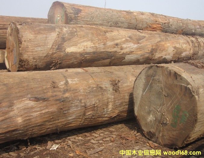 ǹCalophyllum)Ԕ(x)B