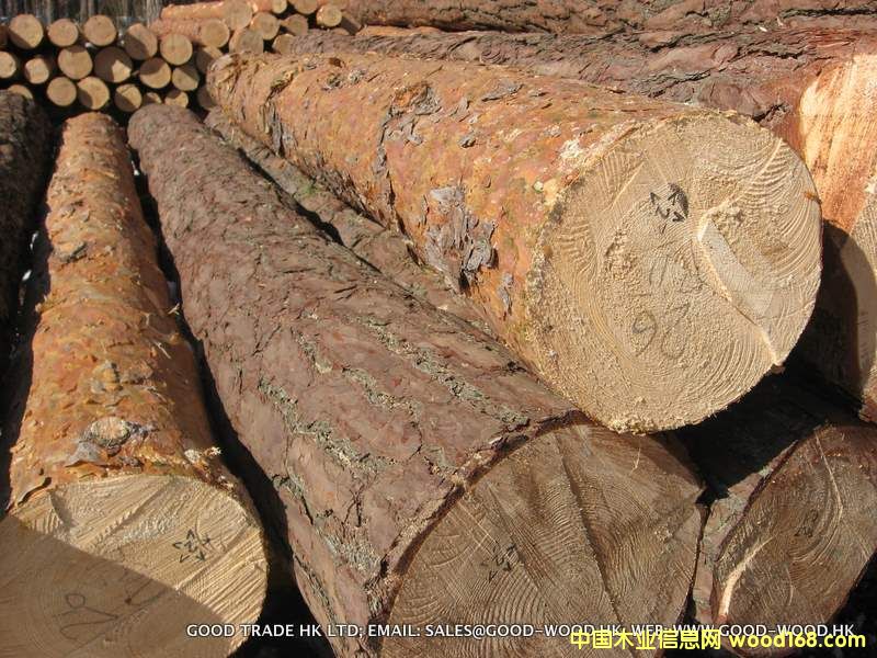 mɘ (Pinus Silvestris)Ԕ(x)B