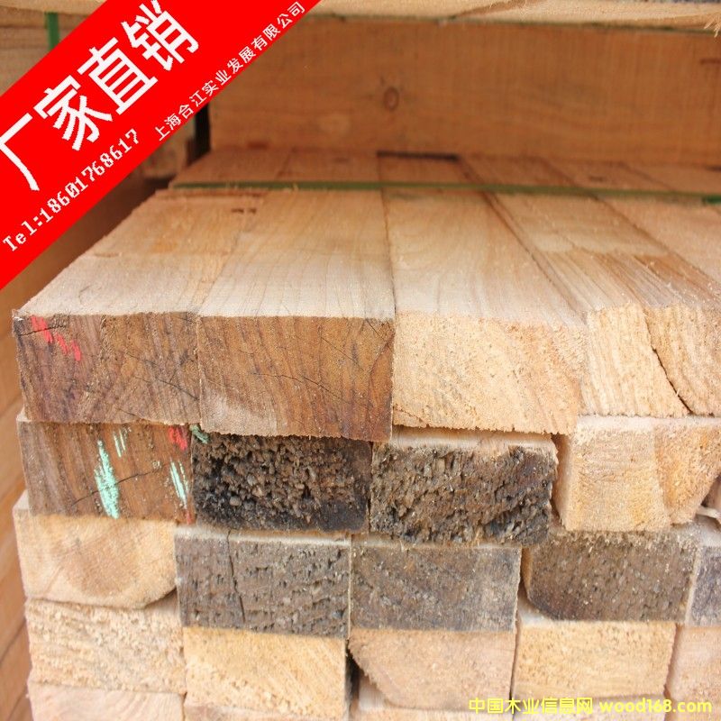 鐵杉的詳細介紹