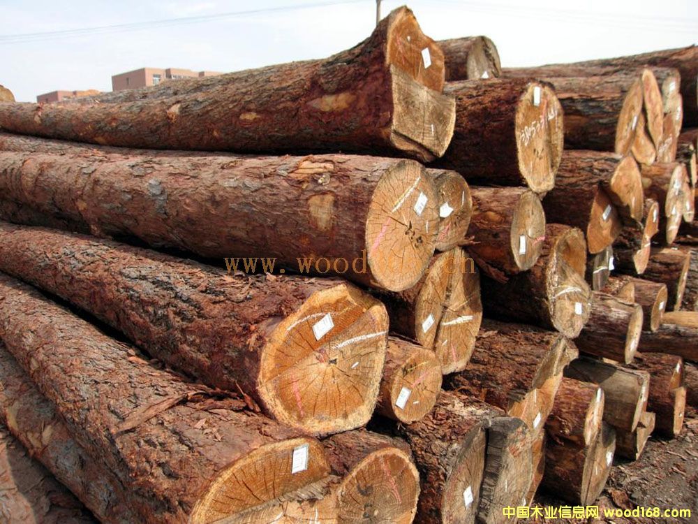 花旗松的詳細(xì)介紹