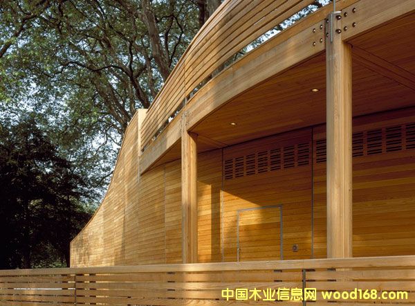 花旗松的詳細介紹