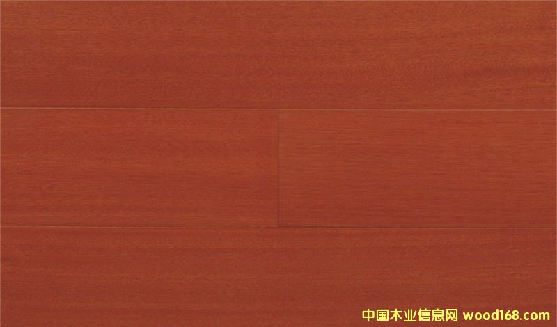 山樟木的詳細介紹