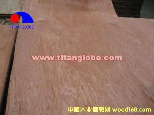 Face Veneer - Titan GlobeԔB