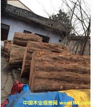 紅豆杉的詳細(xì)介紹