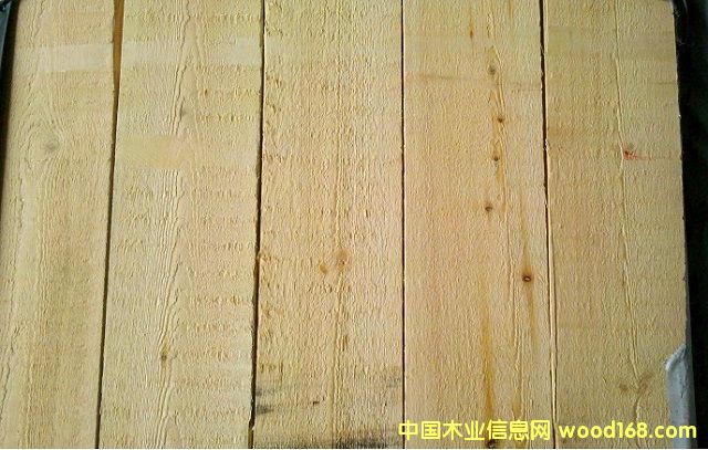 樟子松的詳細(xì)介紹