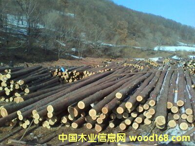 落葉松的詳細(xì)介紹