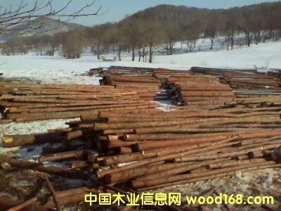 落葉松的詳細(xì)介紹