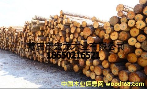 巴西松木的詳細(xì)介紹