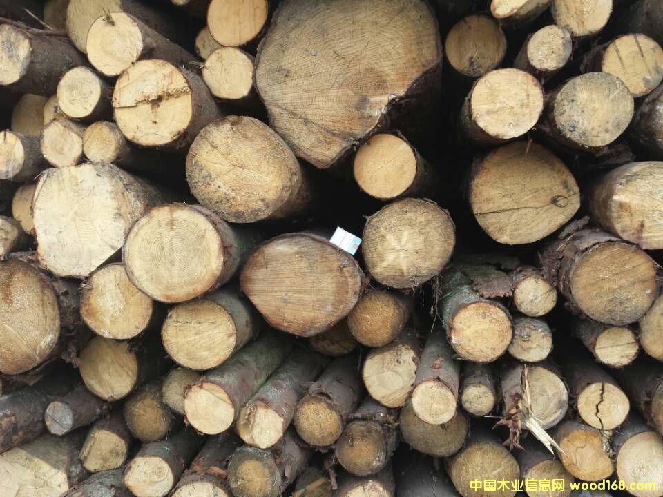 Wɼԭľ  ֱ10cm-19cmԔB