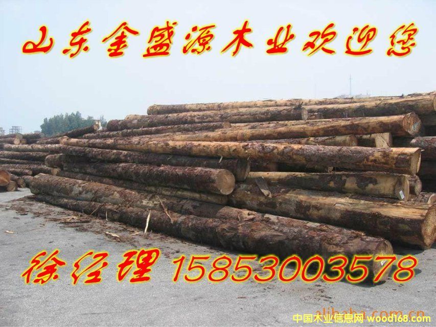 松木的詳細(xì)介紹