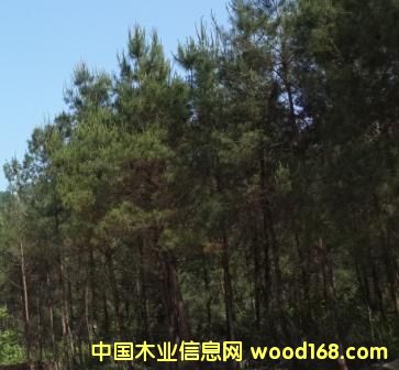 松木的詳細(xì)介紹