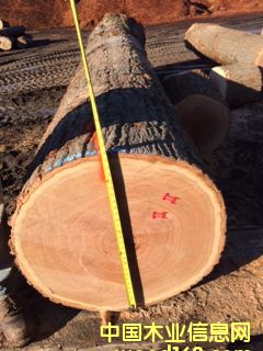 紅橡的詳細(xì)介紹