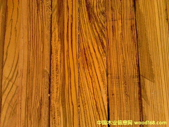 南美洲虎斑木(老虎木)