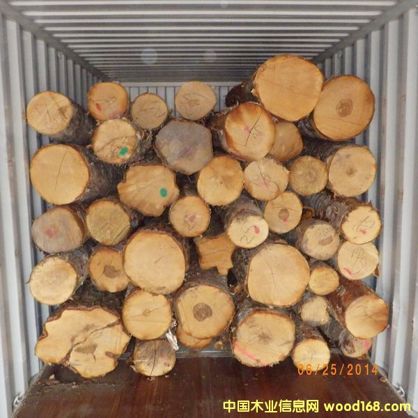 樺木原木的詳細(xì)介紹