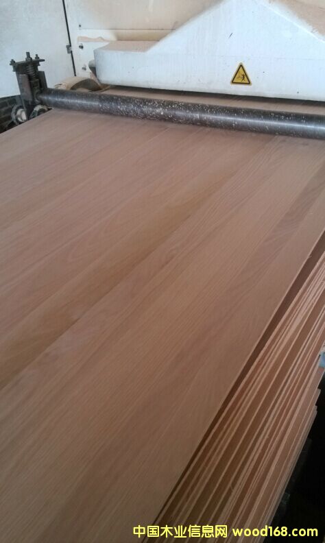 紅橡的詳細介紹