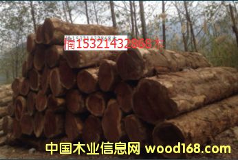 楠木的詳細介紹